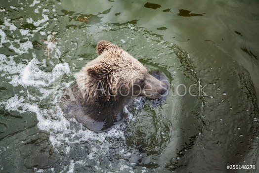 Bild på Brown bear floats in water